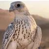 Someone