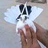 Someone