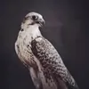 Someone