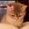 someone
