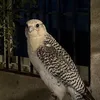 Someone