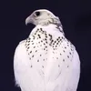 Someone
