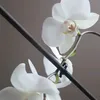 Someone