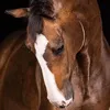 Someone