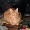 Someone