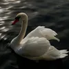 Someone