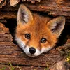 Someone