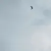 Someone