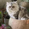Someone