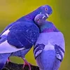 Someone