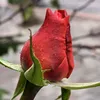 Someone