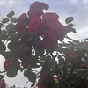 Someone
