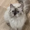 بنيه ☪︎