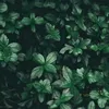 boncuk096