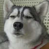 husky.xv