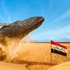 حوت في الصحراء 🌵🐳