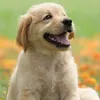 IWANTADOGPLSS